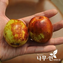 [나무인] 왕대추묘목(다왕자오품종) 2그루, 2개