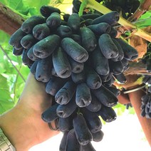 블랙사파이어 포도, 블랙 사파이어 포도 2.0kg (2팩)