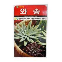 와송 씨앗 5000립 [23년포장] 항암효과 종자