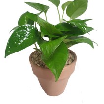 도도팜 밥좋은 스킨답서스 토분스킨답서스 화분스킨답서스 수경식물 스킨식물 미세먼지제거식물 공기정화식물, 02. 토분 스킨답서스 1개, 1개