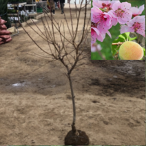 (G소망)토종 돌복숭아묘목 4년생(분) 1그루