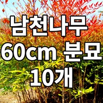 남천나무 60cm 10개 분묘 철쭉마켓 빨간 단풍 묘목 분묘 노지월동 열매 생울타리 조경수 정원수 공기정화식물 재배농원직송, 남천나무 60cm 10묶음 (배송비포함)