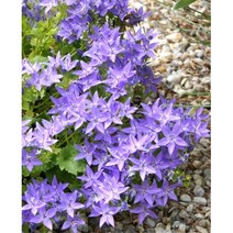 정원석 주변 식재 바위초롱꽃 종자 50립 꽃씨앗판매 홈가드닝 화분키우기