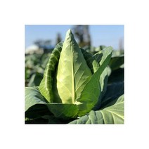 제주 고깔 양배추 당일수확 5kg5~6개 113290, 제주 고깔 양배추 당일수확 5kg(