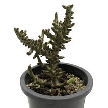 틸레코돈-크라슐라속/돌나물과/아프리카식물/다육식물