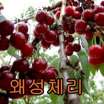 왜성체리(라핀)접목1년특묘/묘목/나무묘목/유실수/꽃나무/과실수