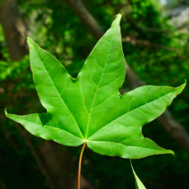 고로쇠 나무 (뼈에좋다는 골리수나무) 2년생 6주 MT26