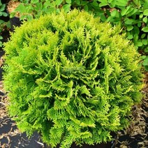 서양측백 미러잼 17cm화분 측백나무, 1개