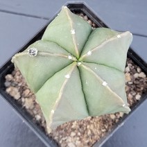 꽃다리 난봉옥 실생 38 다육식물 선인장 아이만배송