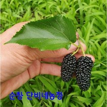 2022년 햇오디 5kg 출하중 순창오디