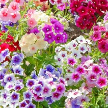 [모야모 꽃씨] 드럼몬디플록스 4종 씨앗 선택구매, 트윙클스타 20립