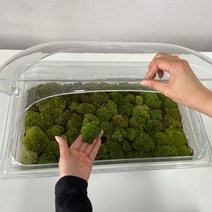 비단이끼 키우기 케어박스 키트 보관 세트 테라리움, 대형이끼케어박스뚜껑x