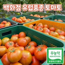 (무농약) 백화점 유럽품종 토마토 2kg