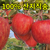 강원도 정선사과 임계사과 햇 부사사과, 정선 임계 꼬마사과 흠사과 10kg(30~40과)