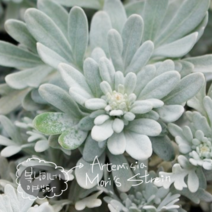 노지월동 백묘국 [4포트](복남이네 야생화 흰쑥 바우톤실버)아르테미시아 모리스 스트레인