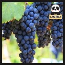 (나무판다) 포도나무 묘목 시리즈, 9. mba머루 삽목1년