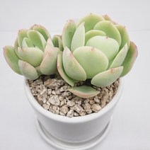 인플랜츠팜 비취후리데 다육 도자기화분 목질화 받침포함 분갈이 없이 키우는 공기정화 반려식물 농장직영