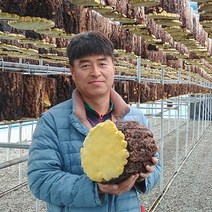 힐푸드 유기농 국산 상황버섯 250g, 상황버섯 알뜰형 250g
