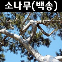 소나무/백송 나무 묘목 키80cm(분) 1개/정원/공원/조경수