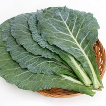 녹즙용 무농약 케일 1.4kg