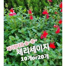 체리세이지 10개 20개/꿀풀과의 꿀이 많은 꽃으로 체리향이 핫립세이지, 20개, 20개