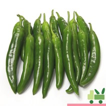 사라상회 오이고추 5Kg (특), 1박스