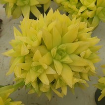 [수암다육] 보초금 랜덤발송 Haworthia cymbiformis var.triebnet poelln f. variegata 다육 다육이 다육식물 485
