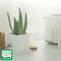 말랑상회_알로에 사포나리아 모종 1개_말랑MLS+oreㅋ, 단일상품＞
