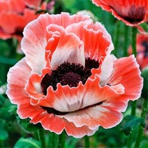 숙근양귀비(카니발)3개묶음/모종/dd2364