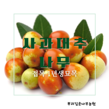 [뿌리깊은나무농원]사과대추나무 묘목(다왕자오) 직접생산 접목1년생 특묘 과실수, 하묘, 1개