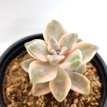 살구미인금 물이들면 예쁜 다육식물0413 랜덤발송, 단품, 1개