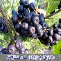 착한가격 나무생각 / 블랙초크베리 / 아로니아 / 실생5년 / 결실주, 주