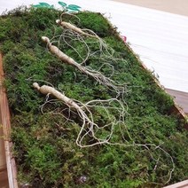 [왕의산삼] 산양삼 5년근 5+5뿌리, 1박스