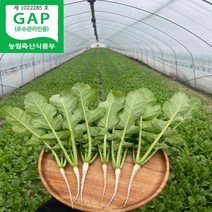 싱싱 포천 열무 4kg 당일수확, 1개