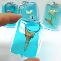 화석관찰 상어이빨 열쇠고리 5인 키트 돌봄교실 DIY 사이언스교구 방과후수업 창작용