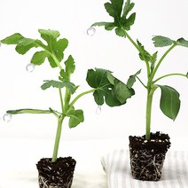 애플수박모종 5주 10주 20주 모종, 애플수박 모종10주