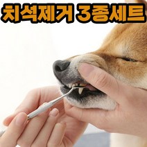 강아지 치석제거 입냄새 이빨 스케일링 제거기 고양이, 본상품, 1개