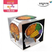 초등 뇌구조 관찰 모형 큐브 5인 초등학생과학 초등교구 실험 고등과학 과학 과학실험키트 과학수업 실험실