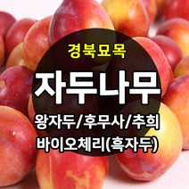 우수한 품종의 나무묘목 유실수 과실수 약용수 조경수 판매중, 자두나무, 추희 접목 상묘