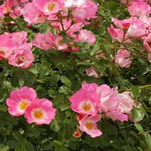 묘목/ 덩굴장미 줄장미/빙고 메이딜란드 rose013, 1개