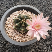 봄의정원 담시 선인장 /다육식물, 1개