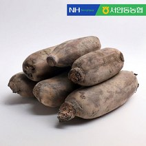 JS컴퍼니 [서안동농협] 흙 연근 알뜰 1kg, 단일옵션
