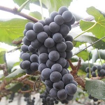 친환경팔도 [산지직송] 영동 캠벨포도 1.5kg(3-5송이 내외), 단품