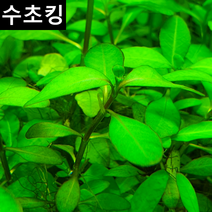 [수초킹] 하이그로 sp. 라운드맆 초보수초 키우기 쉬운 수초 구피수초 구피 새우 음성 활착, 10촉