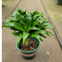 콤펙타 (한목대) 깔끔해요 높이 25~30CM, 1개