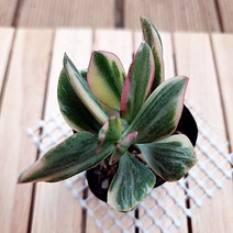 줄무늬 염좌금 다유기 염자 크라슐라 속 다육식물1-15, 단품