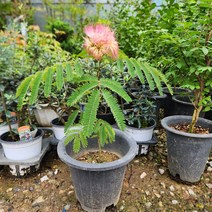 자귀나무 중품 꽃비야생화, 1개