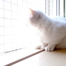 윈도캣 고양이 젤리보호 창틀덮개 창문틀막이 창가선반, 96~120cm, 24~30cm