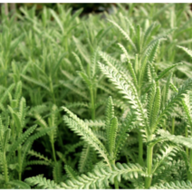 보람농자재 프리지드라벤더모종, 프리지드라벤더모종*4개