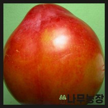 (나무농장) 자두나무 추휘 접목1년 묘목